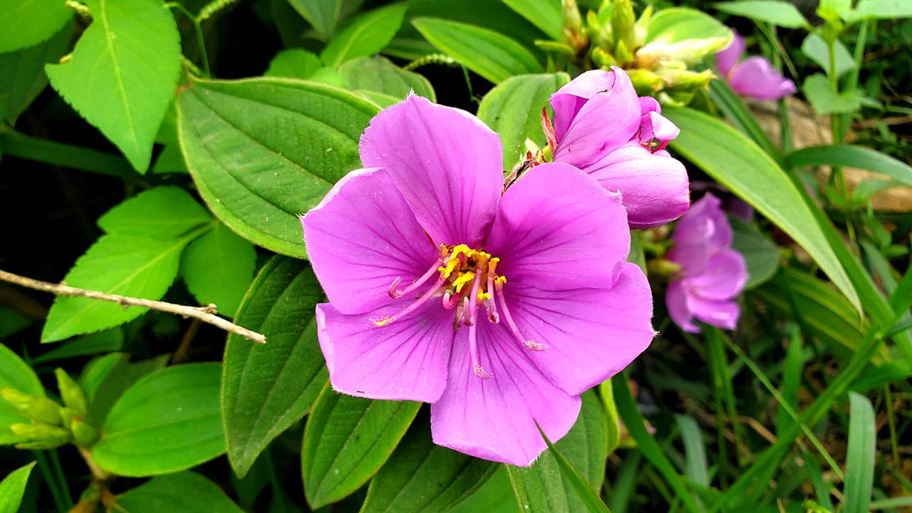 芳菲本就无名姓 一遇春风便自开