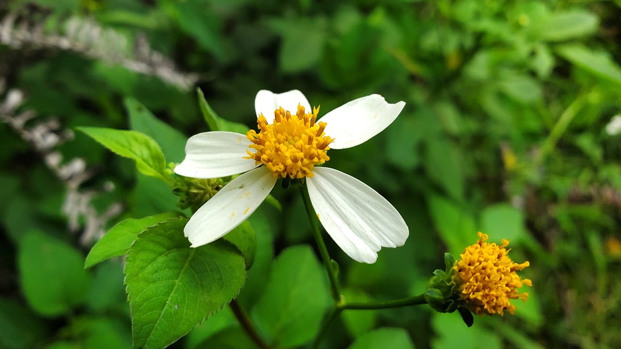 芳菲本就无名姓 一遇春风便自开